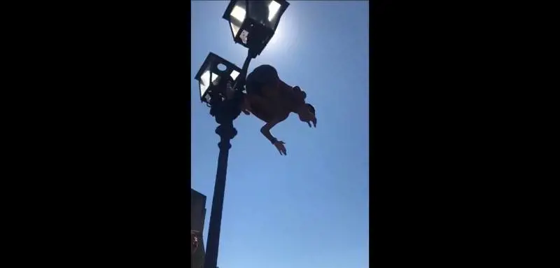 Castel dell'Ovo, tuffi pericolosi dai lampioni del ponte 