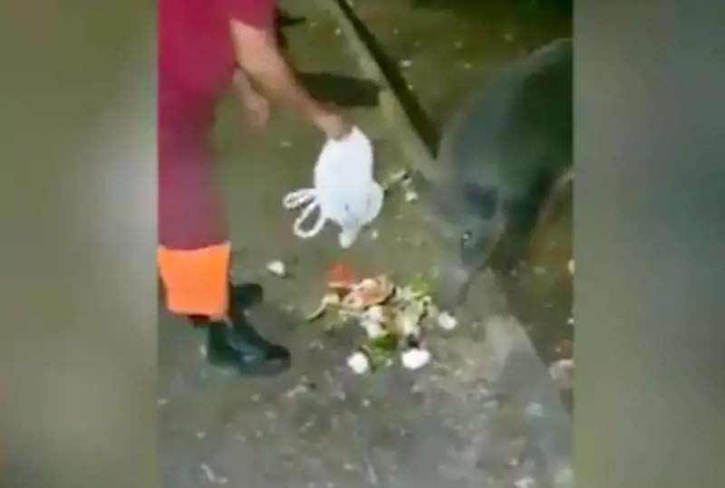 Operatori Ama danno cibo ai cinghiali. La Raggi: "Inaccettabile"