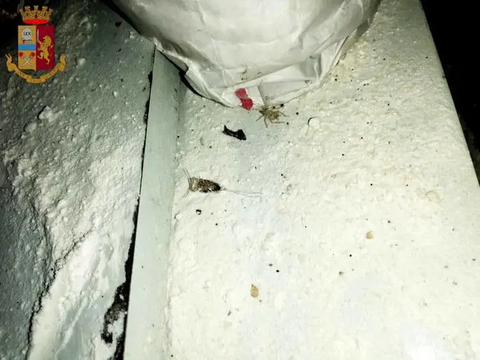 Alimenti avariati. Maxi-sequestro in ristorante cinese a Torino