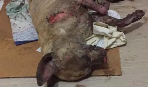 Caserta, cagnolino cosparso di acido muore dopo due giorni di agonia