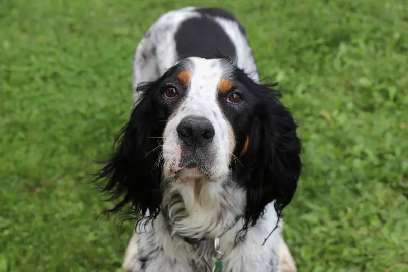 Rimini: metteva il collare elettrico al cane, denunciato il proprietario