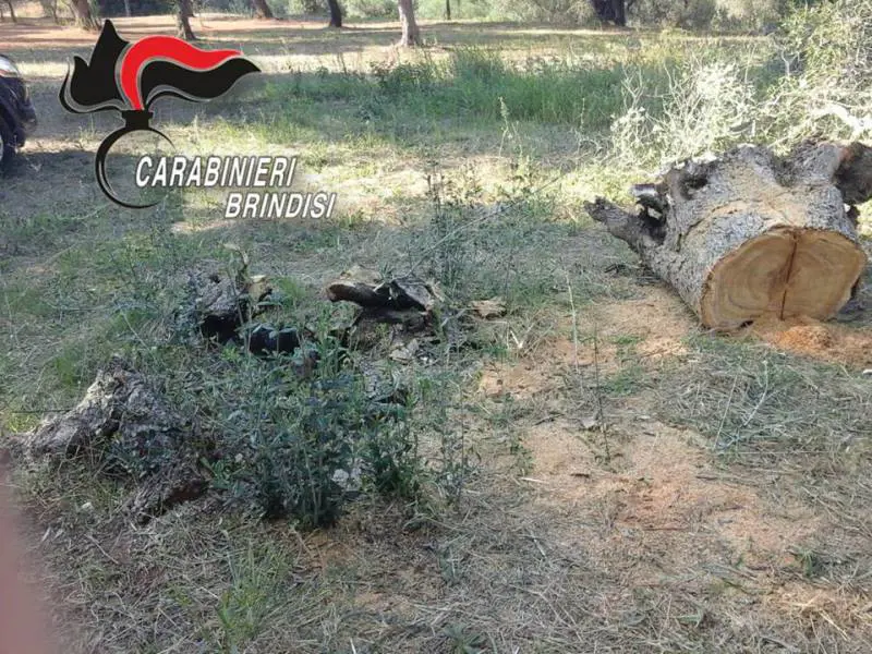 Incendi nelle campagne brindisine, l'attività di contrasto dei Carabinieri