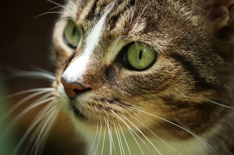 I gatti più belli del mondo sfilano a Bari