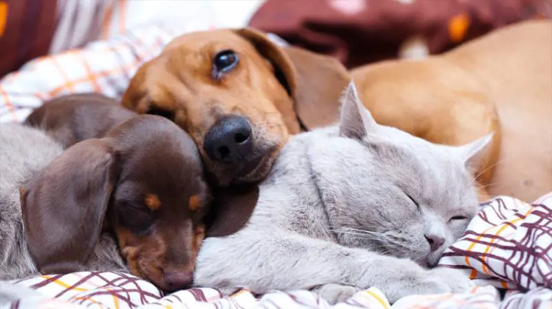 Pets in the City e Pet Week, a Milano due eventi per chi ama gli animali da compagnia