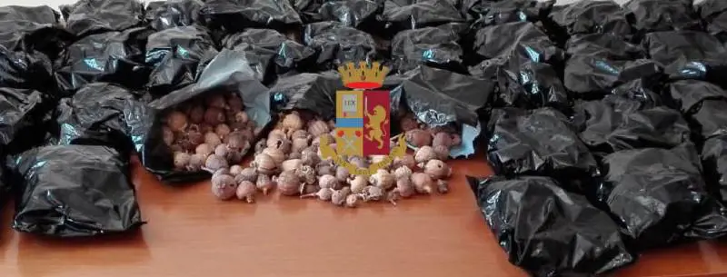Scoperti quattro chili di bulbi di papavero nel negozio etnico