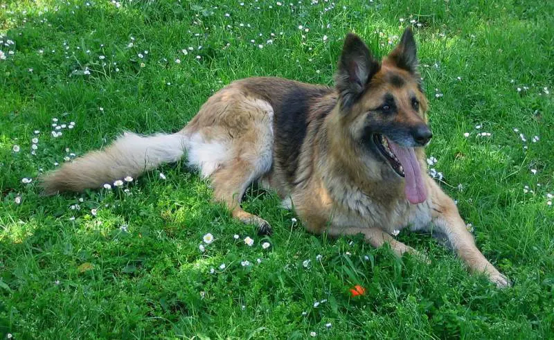 Lodi, uccisa a colpi di forcone la cagnolina di due anziani