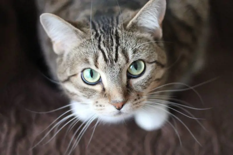 Casa, pappa e coccole. Il gatto dalla doppia vita