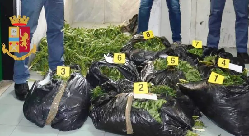Scoperto l'essiccatoio della canapa, scattano gli arresti