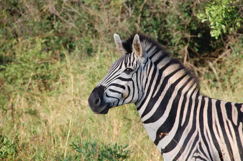 Germania, zebra abbattuta dopo essere scappata da un circo
