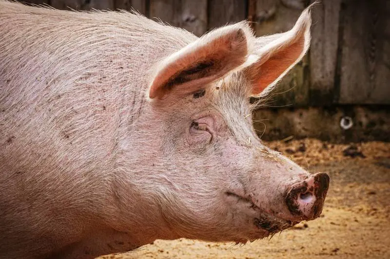 Cina, maiali grandi come orsi per far fronte alla carenza di carne