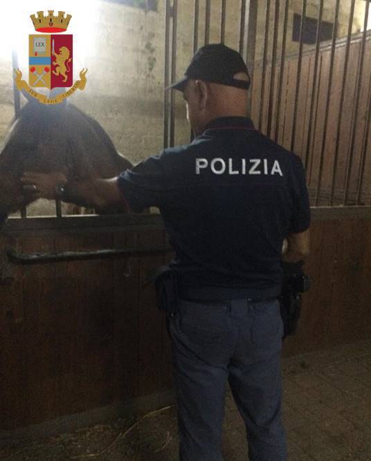 Cavalli e polizia