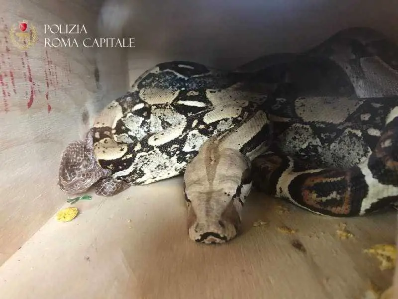 Serpente di due metri trovato in un palazzo