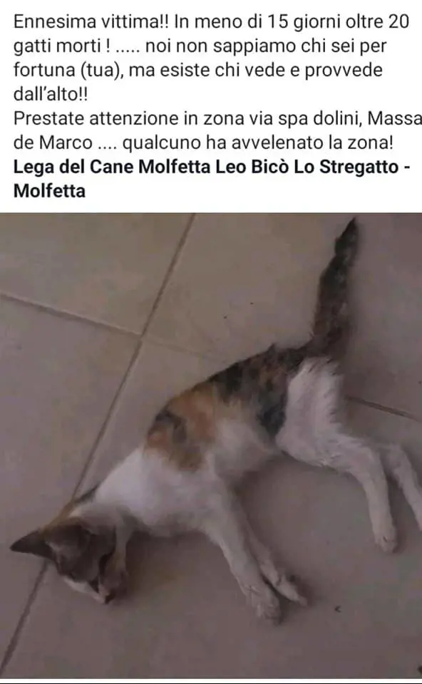 Molfetta, è allarme moria di gatti. Sconvolta l'intera comunità