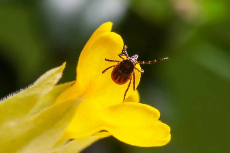 Mal di testa e quel rossore al ginocchio: "Avevo la malattia di Lyme e nessun medico mi ha dato ascolto"