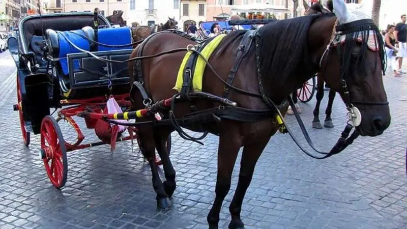 Tragedia sfiorata: cavallo scivola e cade a terra in pieno centro