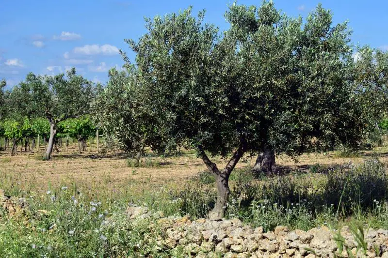 Tragedia nel Salento, pota gli ulivi e muore dissanguato