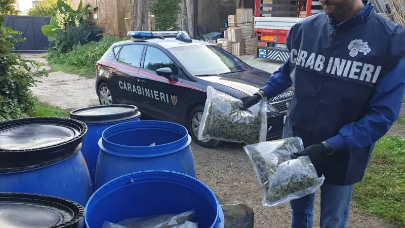 Quei 112 chili di marijuana nascosti in un terreno agricolo