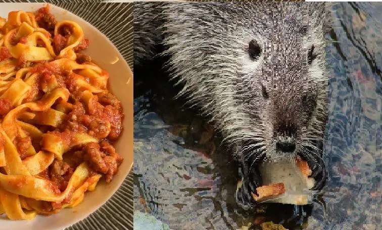 Cena con menù di nutria fa sold-out. Ma l'asl ferma la Pro loco