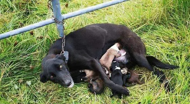Incatenata e abbandonata con i cuccioli appena nati: salva la cagnetta