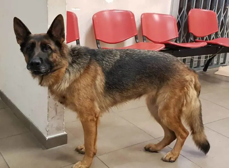 Cane in difficoltà soccorso alla stazione dalla Polfer