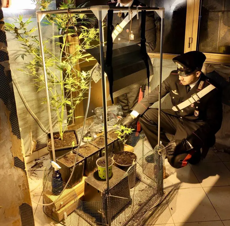 Serra di marijuana in casa scoperta nel Napoletano