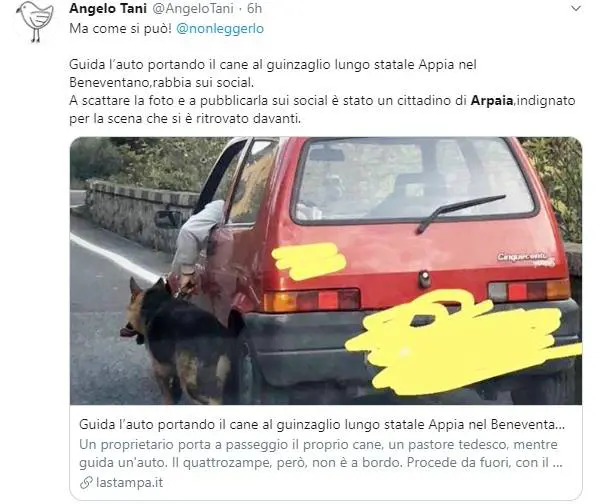 Tiene il cane al guinzaglio mentre guida l'auto lungo la statale