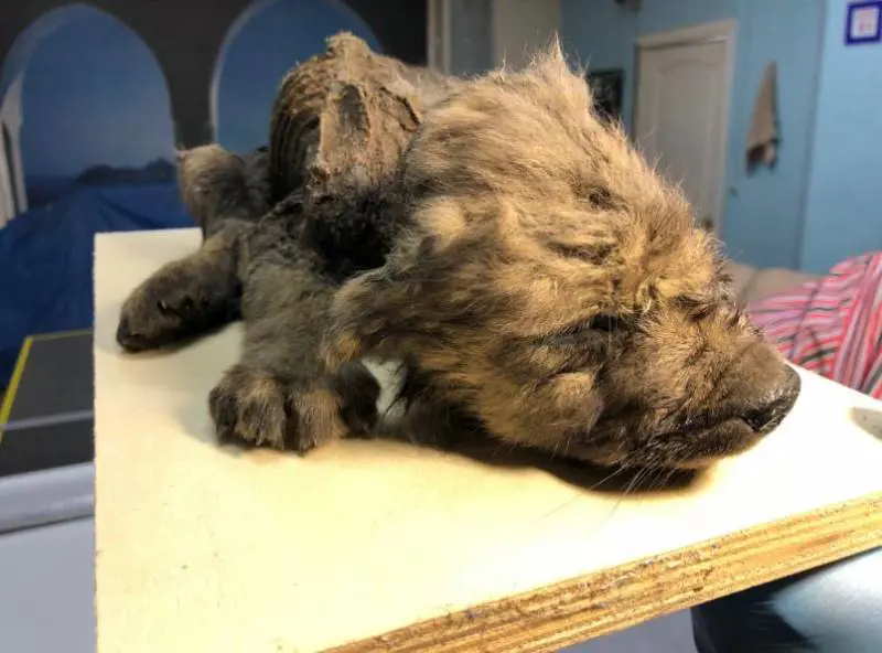 Siberia, gli scienziati trovano un cucciolo di 18mila anni intatto: era nel permafrost