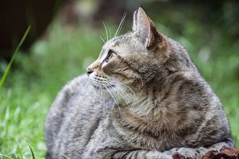 Portano la gatta in clinica per un vaccino, ma i veterinari sbagliano l'iniezione e sopprimono l'animale
