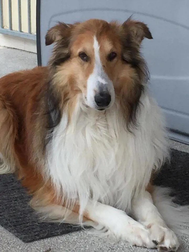 Un cane sparito da giorni: era in ospedale dal padrone morto