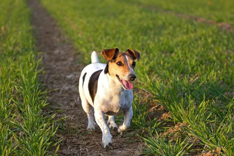 Faenza, cane trova fazzoletto e lo mastica per gioco: morto di overdose