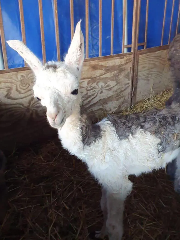 Bari, fiocco rosa al circo: nato un cucciolo di lama