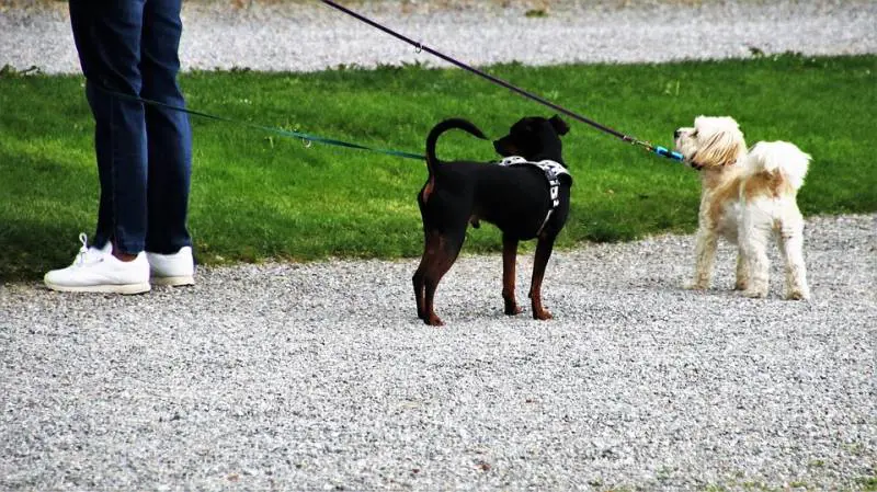 Regole e coccole, così il cane sceglie il proprio padrone