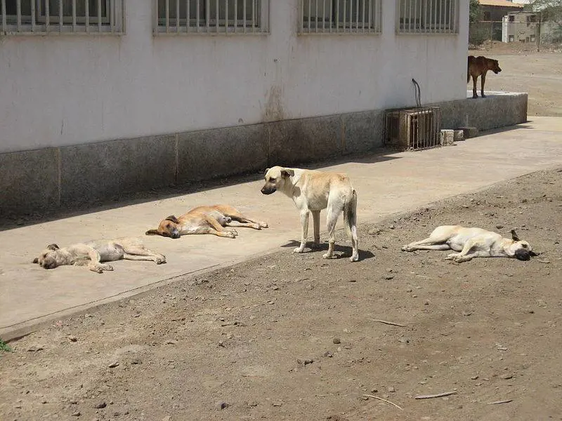Choc in India, bimbo appena nato "sbranato da cani randagi"