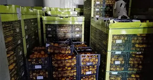 Maxi sequestro di limoni turchi: "Non sono idonei al consumo"