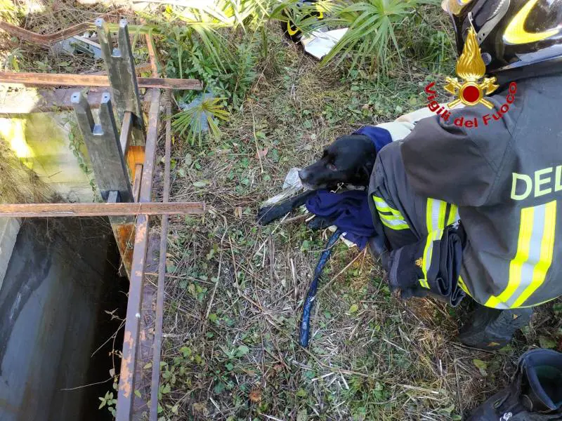 Il cane finisce nell'acqua gelida: i vigili del fuoco lo salvano