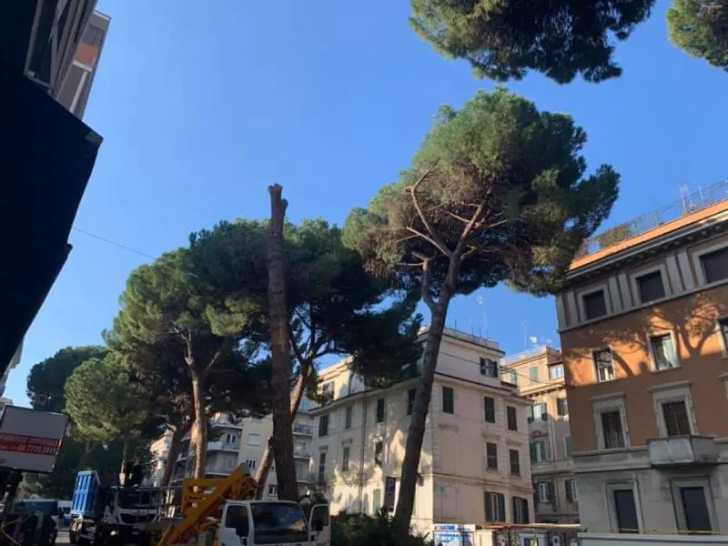 I pini cadono? Il Campidoglio li abbatte tutti