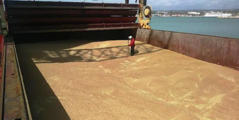 Grano canadese spacciato per siciliano: un esposto alla Procura