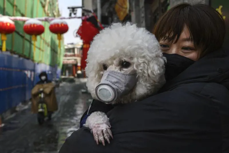 Hong Kong, positivo il primo cane