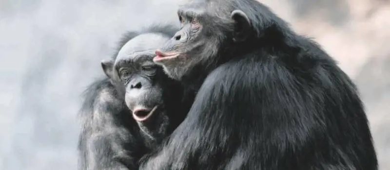 Gelosia, speranza e vendetta Come sono umane queste bestie