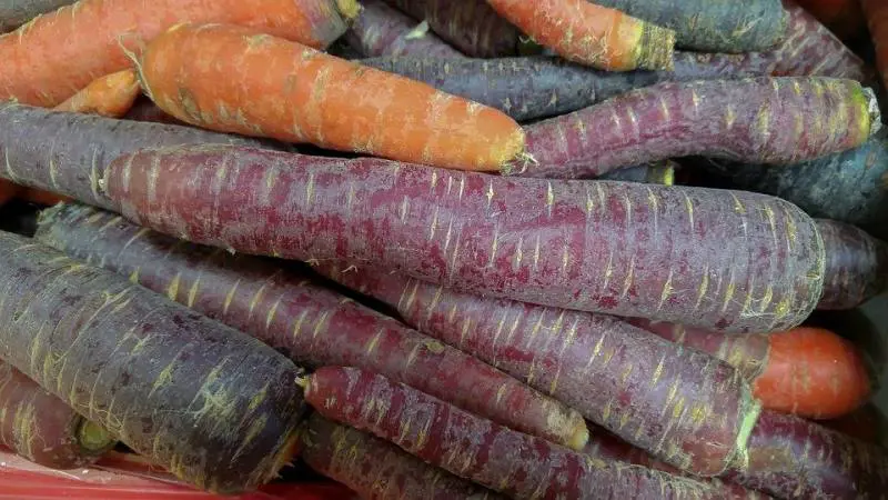 Le carote viola alleate del sistema immunitario