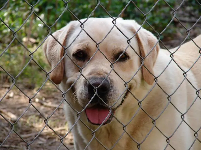 "Salviamo gli animali dei ricoverati di Covid". Già 5mila cani e gatti "protetti" dai volontari