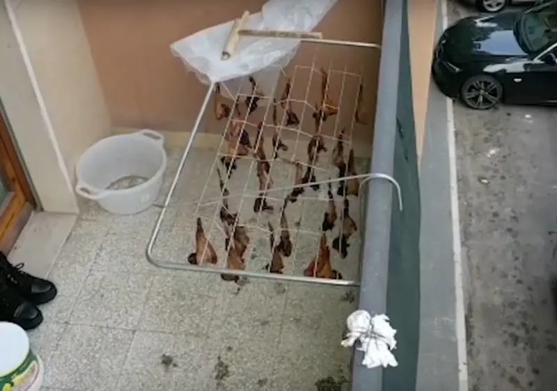 Sul balcone i pipistrelli sono stesi ad essiccare Il sangue cola in strada
