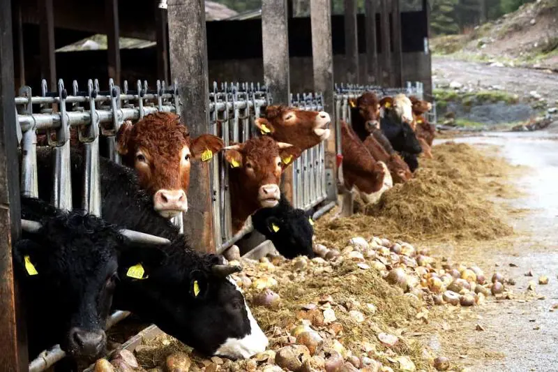 Prima i contadini, poi l'ecatombe: così è esploso il nuovo focolaio