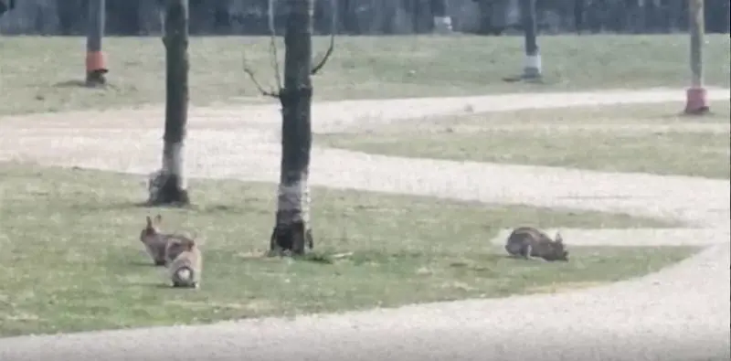 Ora gli animali selvatici invadono le città