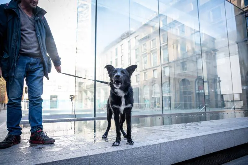 I cani fiutano il virus? L'ipotesi in uno studio