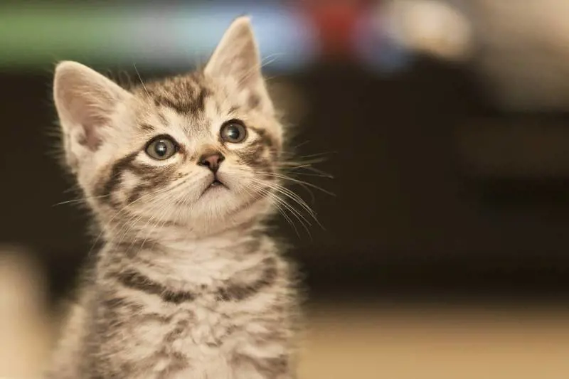 "Isolare gli animali dal padrone infetto"