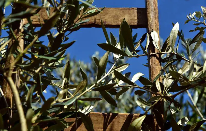 Niente ulivo né comunione. La strana Pasqua dei fedeli