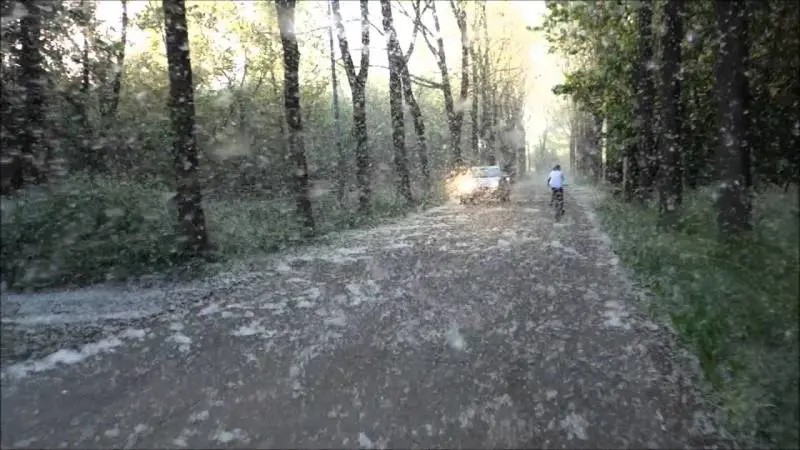 Il polline dei pioppi potrebbe trasportare il Covid: in Kashmir ne abbattono 42mila