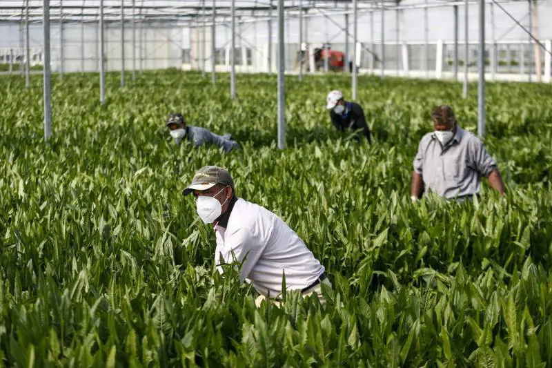 Si infettano in un centro per migranti e poi vanno a lavorare nelle coop
