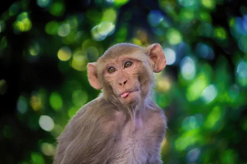 Virus, studio sui macachi conferma l'efficacia dell'antivirale Remdesivir